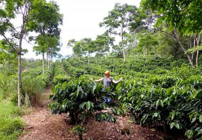 Plantation de caféiers en agroforesterie au Nicaragua © B. Bertrand, Cirad
